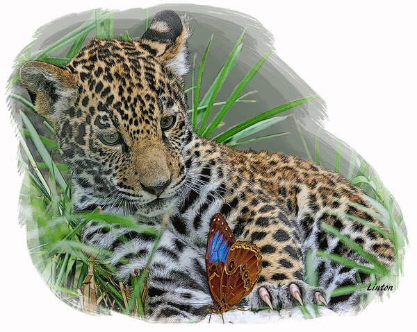 Jaguar Poster featuring the digital art Curious Cub by Larry Linton