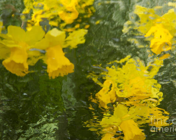 Daffodil Poster featuring the photograph Daffodil Impressions by Jeanette French