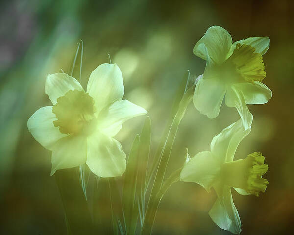 Daffodils Poster featuring the photograph Daffodils1 by Loni Collins