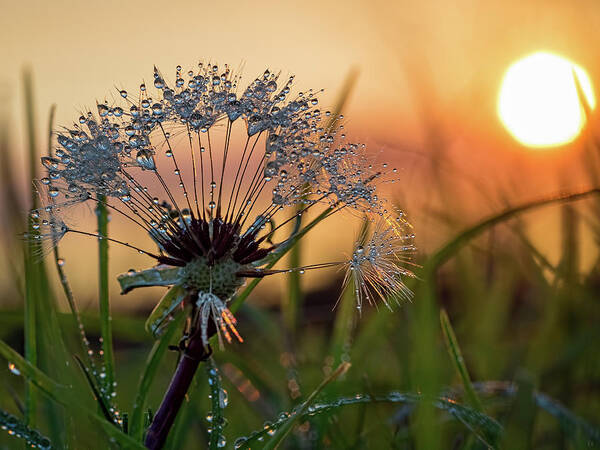 Dandelion Poster featuring the photograph Dandelion Sunset 2 by Brad Boland
