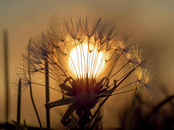Sunset Poster featuring the photograph Dandelion Sunset by Brad Boland