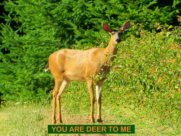 Deer Poster featuring the photograph Deer To Me by Gallery Of Hope 