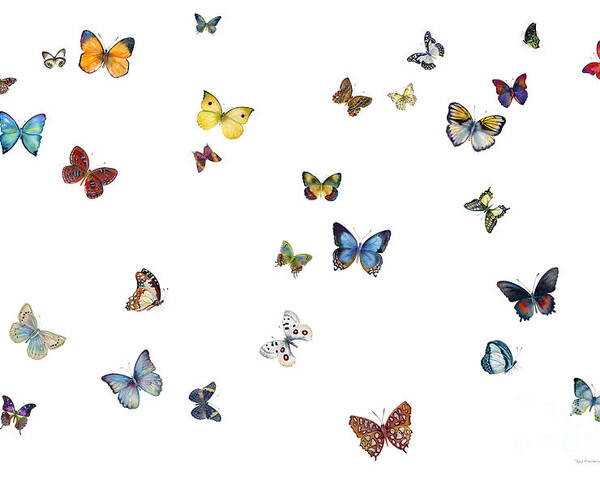 Butterflies Poster featuring the painting Delphine by Amy Kirkpatrick