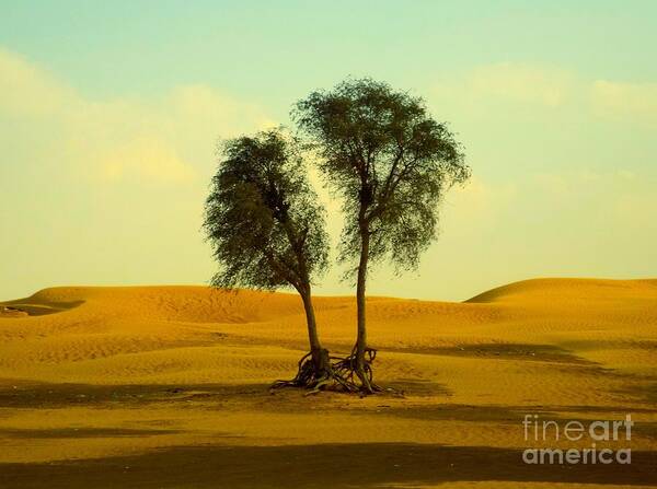 Landscape Poster featuring the photograph Desert Trees by Barbara Von Pagel