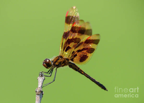 Halloween Pennant Dragonfly Poster featuring the photograph Detailed Dragonfly by Cheryl Baxter