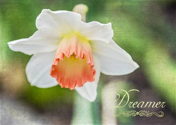 Flower Poster featuring the photograph Dreamer by Cathy Kovarik