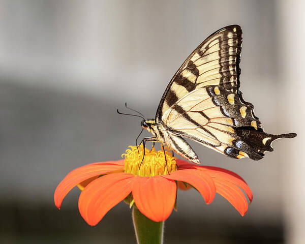 Eastern Tiger Swallowtail Poster featuring the photograph Eastern Tiger Swallowtail 2018-1 by Thomas Young