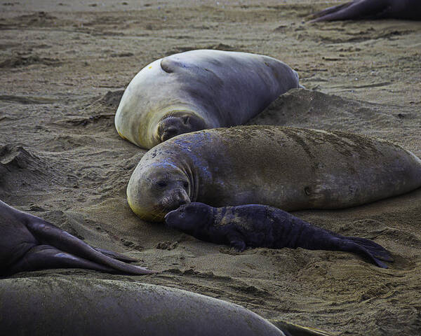 Elephant Poster featuring the photograph Elephant Seal Mom And Pup by Garry Gay