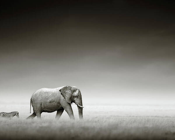 Elephant; Zebra; Behind; Follow; Huge; Big; Grass; Grassland; Field; Open; Plains; Grassfield; Dark; Sky; Together; Togetherness; Art; Artistic; Black; White; B&w; Monochrome; Image; African; Animal; Wildlife; Wild; Mammal; Animal; Two; Moody; Outdoor; Nature; Africa; Nobody; Photograph; Etosha; National; Park; Loxodonta; Africana; Walk; Namibia Poster featuring the photograph Elephant with zebra by Johan Swanepoel