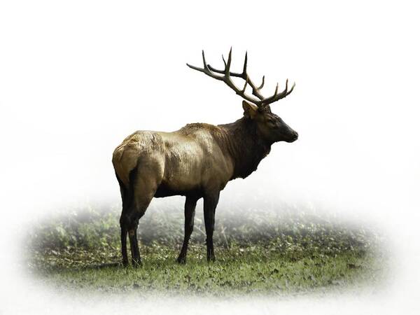 Elk Poster featuring the photograph Elk III by Debra and Dave Vanderlaan
