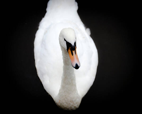 Ireland Poster featuring the photograph Swan At Emo Court by Sublime Ireland