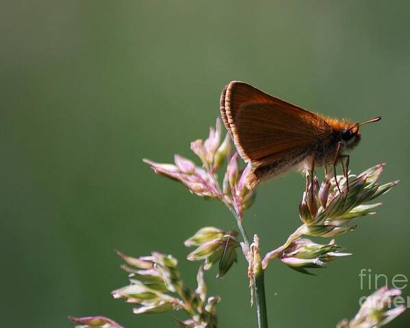 Butterfly Poster featuring the photograph European Skipper by Randy Bodkins
