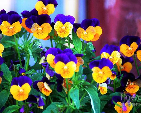 Pansies Poster featuring the photograph Everyone Smiling by Merle Grenz