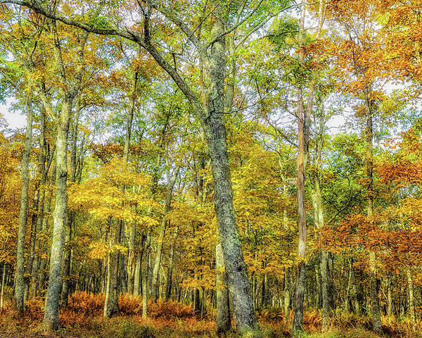 Landscape Poster featuring the photograph Fall Yellow by Joe Shrader