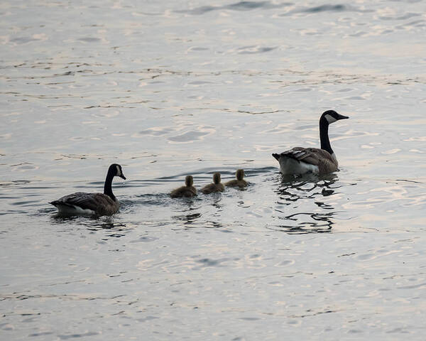 Goose Poster featuring the photograph Family of Canada Geese on the Ohio River by Holden The Moment