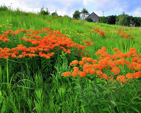 Glacial Park Poster featuring the photograph Field of Butterfly Milkweed in Glacial Park by Ray Mathis