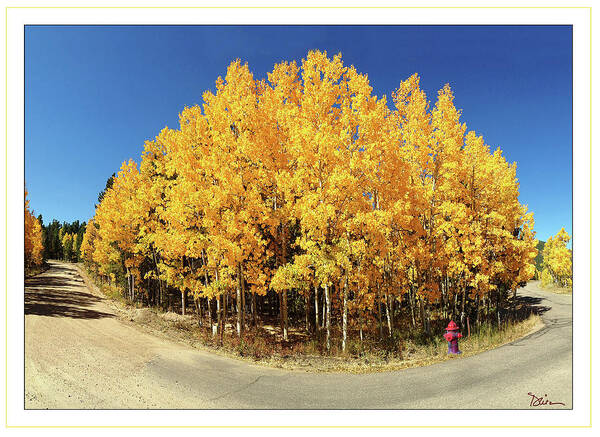 Colorado Poster featuring the photograph Fisheye Aspens by Peggy Dietz