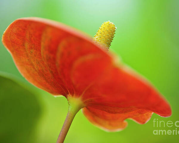 Anthurie Poster featuring the photograph Flamingo Flower 2 by Heiko Koehrer-Wagner