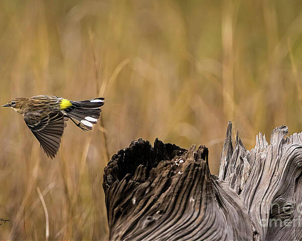 Warbler Poster featuring the photograph Flight Of The Driftwood Butterbutt by DB Hayes