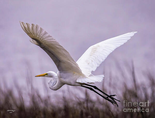 Egret Poster featuring the photograph Flight Of The Great Egret by DB Hayes