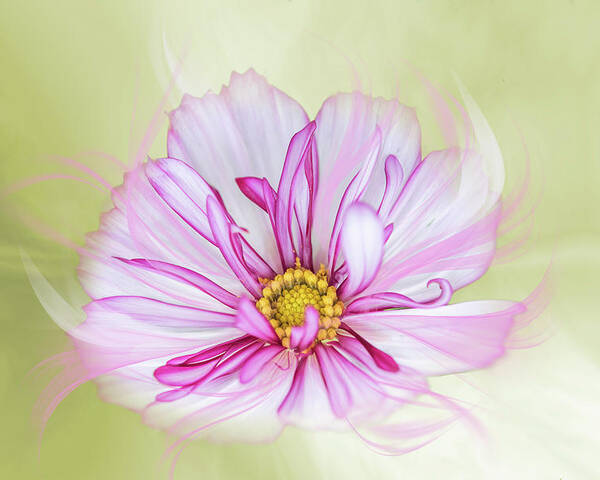 Cosmos Poster featuring the photograph Floral wonder by Usha Peddamatham