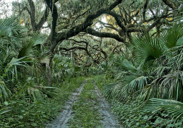 Spanish Moss Poster featuring the photograph Florida Wilderness by Brian Kamprath