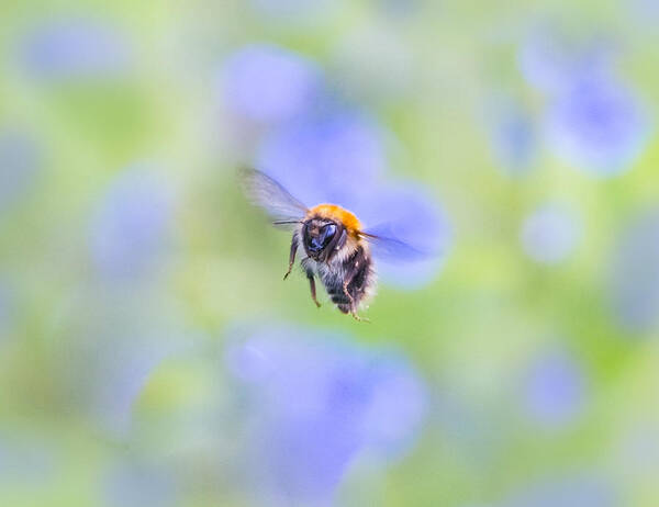 Nature Poster featuring the photograph Fly Your Way by Steven Poulton