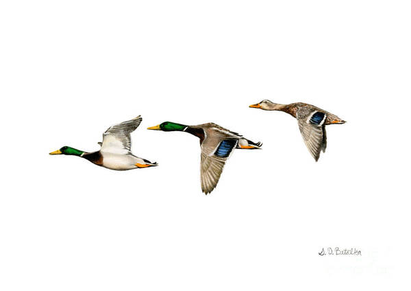 Mallard Ducks Poster featuring the painting Flying Mallards by Sarah Batalka