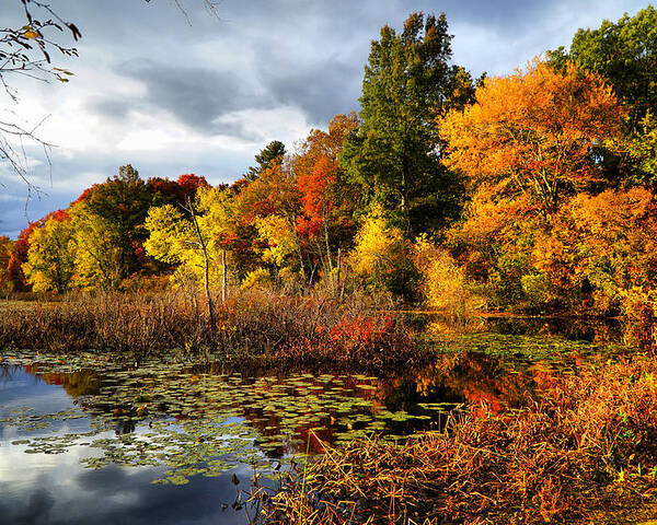 Fall Poster featuring the photograph Foliage along Ipswich river by Lilia D