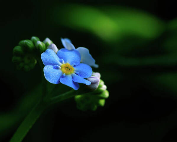 Forget-me-not Poster featuring the photograph Forget-me-not by Rob Davies