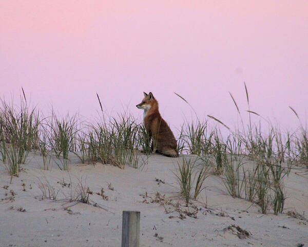 Fox Poster featuring the photograph Fox On The Dune At Dawn by Robert Banach