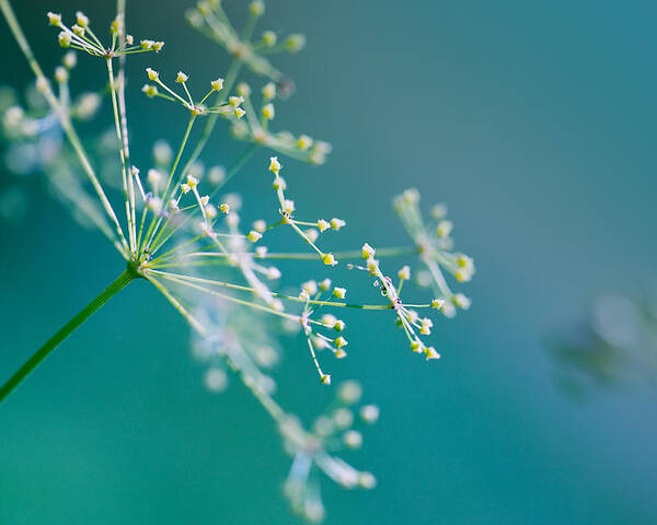 Dill Poster featuring the photograph Fragile Dill Umbels by Nailia Schwarz