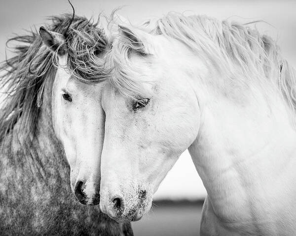 Horse Poster featuring the photograph Friends V by Tim Booth