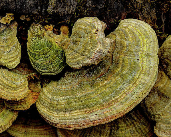 Fungus Poster featuring the photograph Fungus On The Log by Mike Eingle