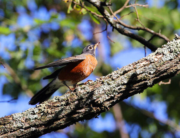 American Robin Poster featuring the photograph Get Down and Boogie by Jennifer Robin