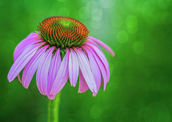 Flower Poster featuring the photograph Glowing Cone Flower by Cathy Kovarik