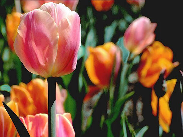 Tulips;flowers;garden Plants;garden;spring Garden;botanical Garden Poster featuring the photograph Glowing Tulips by Janis Senungetuk