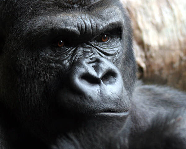 Gorilla Portrait by Robert Daveant Pixels