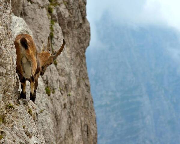Ibex Poster featuring the photograph Gotcha! by Stefano Zocca