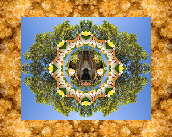 Mandalas Poster featuring the photograph Grandmother Tree by Bell And Todd