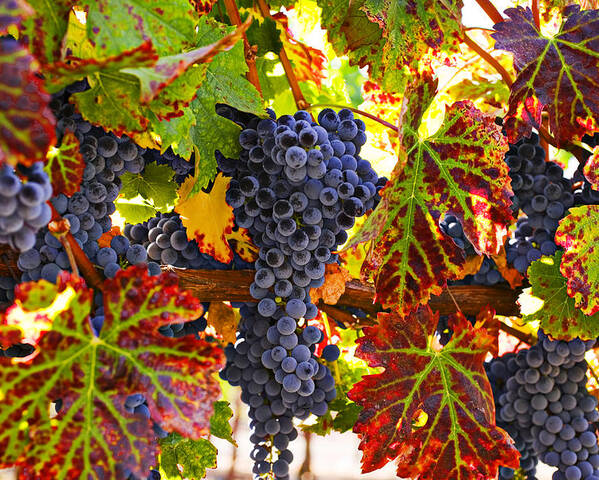 Grapes Poster featuring the photograph Grapes on vine in vineyards by Garry Gay