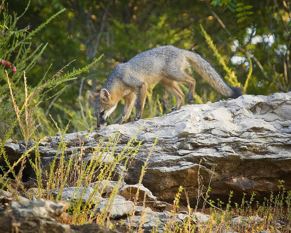 Gray Fox Poster featuring the photograph Gray Fox Hunting the Bluff by Michael Dougherty