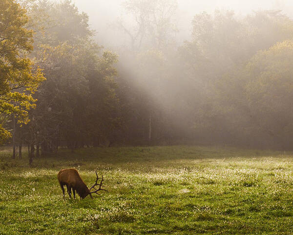 Bull Elk Poster featuring the photograph Grazing Bull Elk at Sunrise by Michael Dougherty