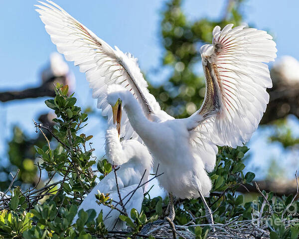 Egrets Poster featuring the photograph Great Egret Bullying Chick by DB Hayes