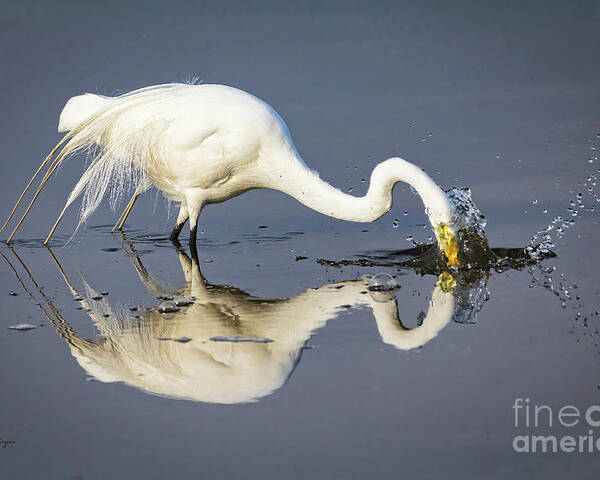 Egrets Poster featuring the photograph Great Egret Diving For Lunch by DB Hayes