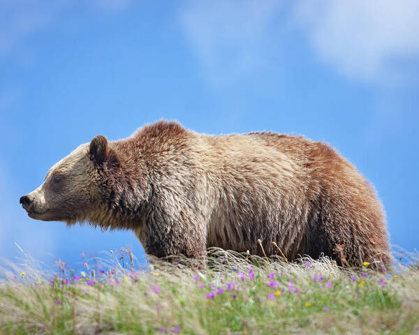 Mark Miller Photos Poster featuring the photograph Grizzly and Blue Sky by Mark Miller