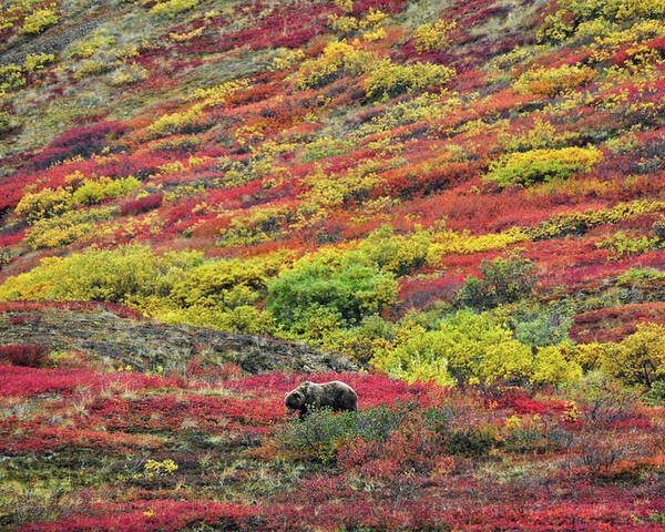 Denali National Park Poster featuring the photograph Grizzly Feast - Denali National Park - Alaska by Bruce Friedman