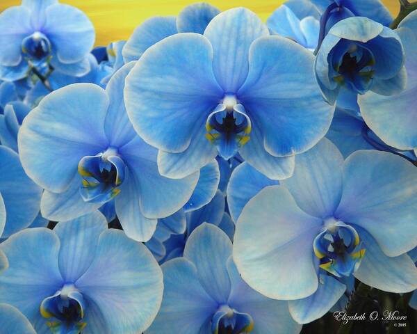 Blue Poster featuring the photograph Grouping of Blue Sapphire Orchids by Elizabeth Moore