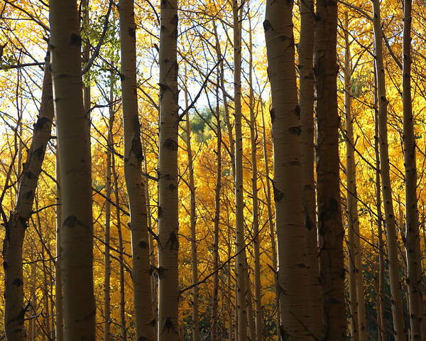 Aspen Foliage Poster featuring the photograph Guarding the Gold by Tammy Pool