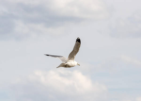 Gull Poster featuring the photograph Gull in Flight by Holden The Moment